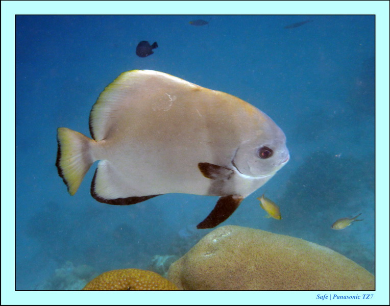 2009   07   Matakin 50